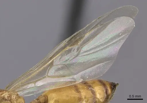 Crematogaster maina - CASENT0485040