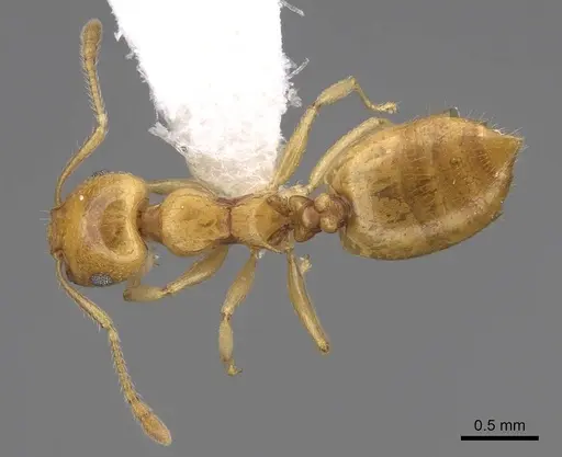 Crematogaster maina - CASENT0922635