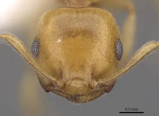 Crematogaster maina - CASENT0922635