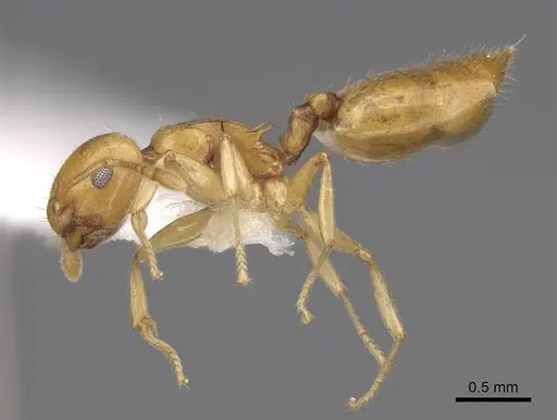 Crematogaster maina - CASENT0922635