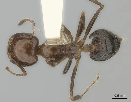 Crematogaster major specimen