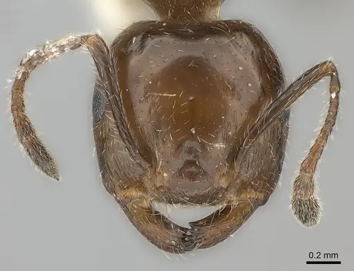 Crematogaster major specimen