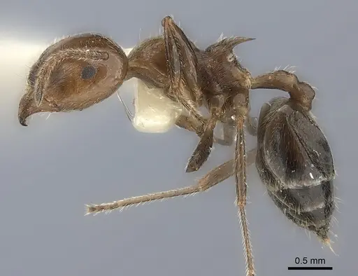 Crematogaster major specimen