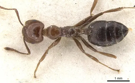 Crematogaster major - CASENT0902119