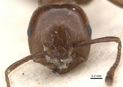 Crematogaster major - CASENT0902119