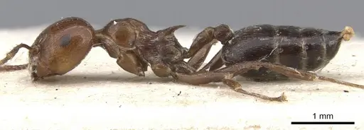Crematogaster major - CASENT0902119