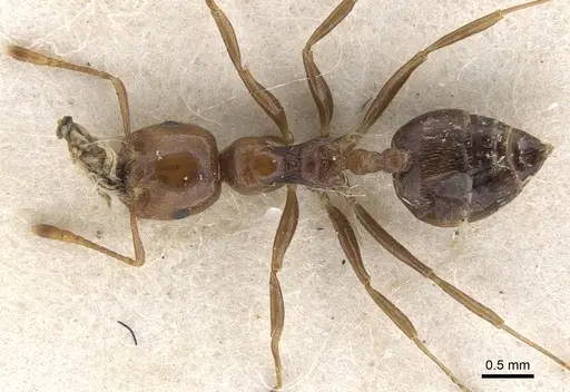 Crematogaster major - CASENT0902120