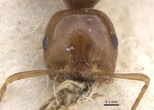 Crematogaster major - CASENT0902120