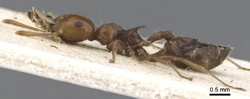 Crematogaster major - CASENT0902120