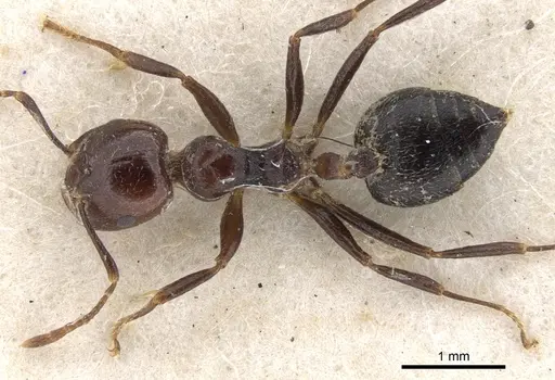 Crematogaster major - CASENT0902121