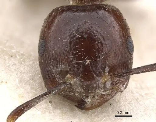 Crematogaster major - CASENT0902121