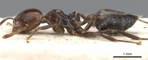 Crematogaster major - CASENT0902121