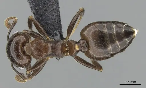 Crematogaster malahelo specimen
