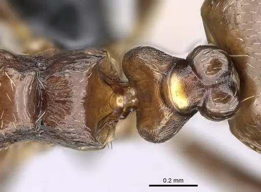 Crematogaster malahelo specimen