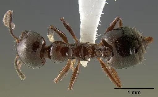 Crematogaster malala specimen