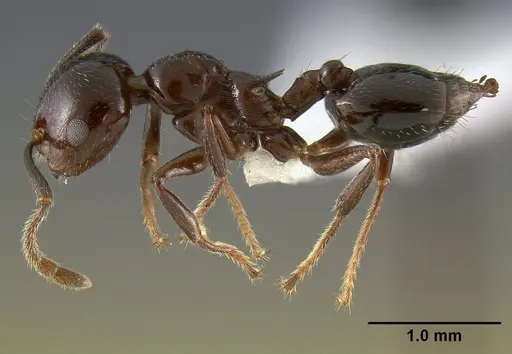 Crematogaster malala specimen