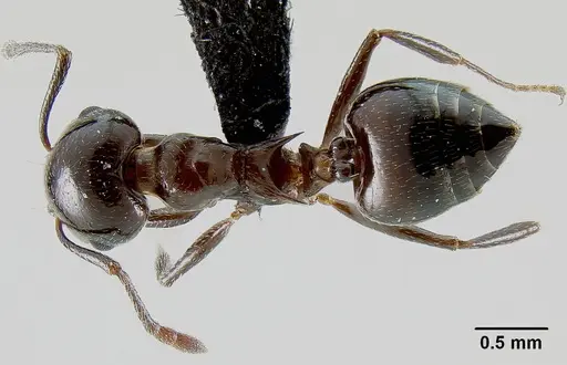 Crematogaster malala - CASENT0140925