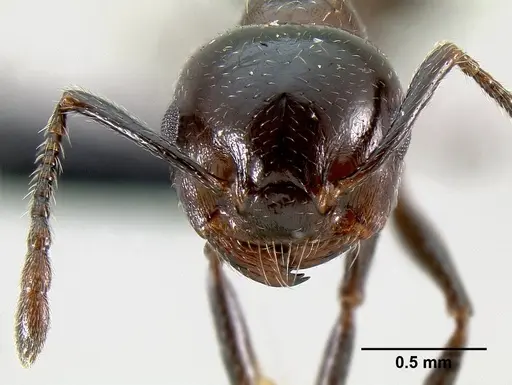 Crematogaster malala - CASENT0140925