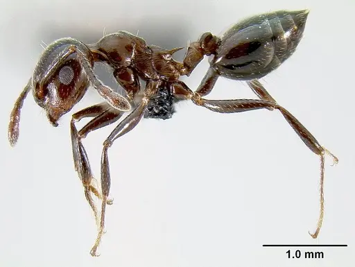Crematogaster malala - CASENT0140925