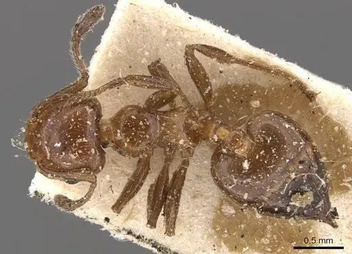 Crematogaster mancocapaci specimen
