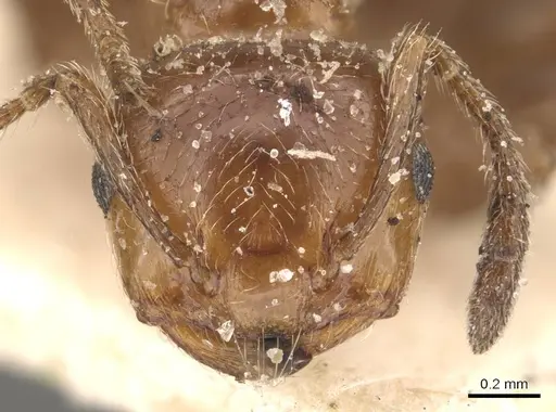 Crematogaster mancocapaci specimen
