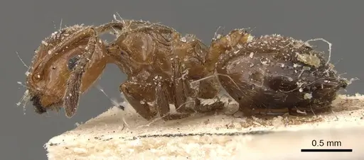 Crematogaster mancocapaci specimen