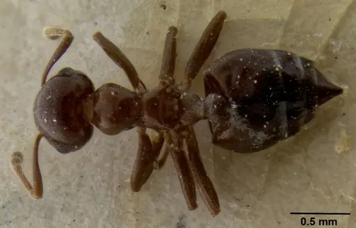 Crematogaster margaritae specimen