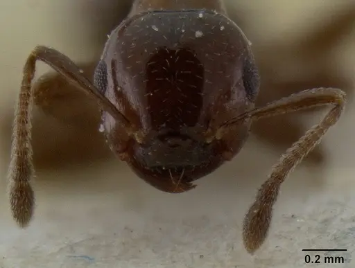 Crematogaster margaritae specimen