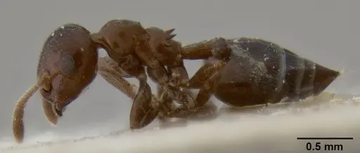 Crematogaster margaritae specimen