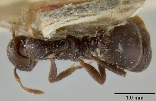 Crematogaster margaritae - CASENT0193629