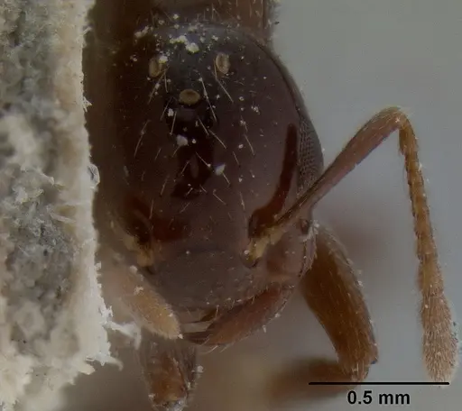 Crematogaster margaritae - CASENT0193629