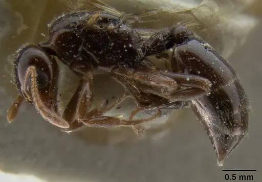 Crematogaster margaritae - CASENT0193629