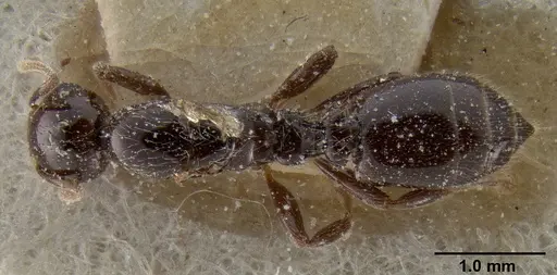 Crematogaster margaritae - CASENT0193638