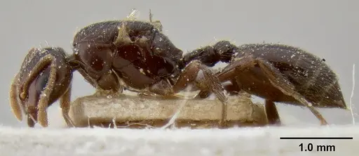 Crematogaster margaritae - CASENT0193638