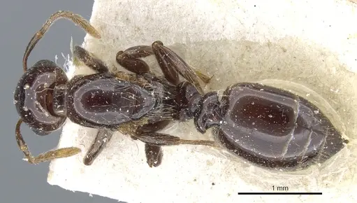 Crematogaster margaritae - CASENT0904486