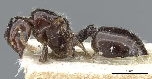 Crematogaster margaritae - CASENT0904486