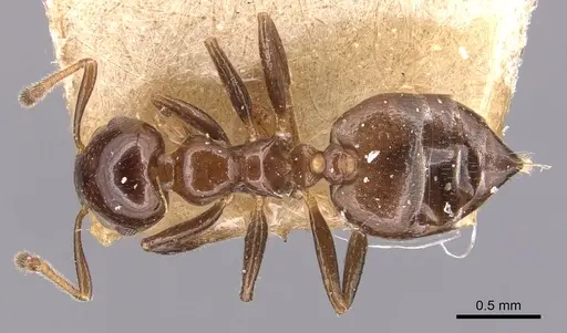Crematogaster margaritae - CASENT0904506