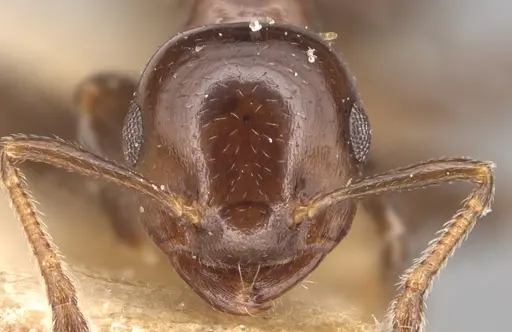 Crematogaster margaritae - CASENT0904506