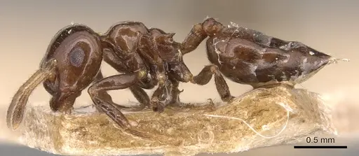 Crematogaster margaritae - CASENT0904506