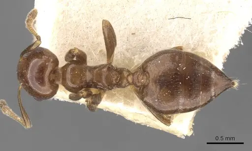 Crematogaster margaritae - CASENT0908556