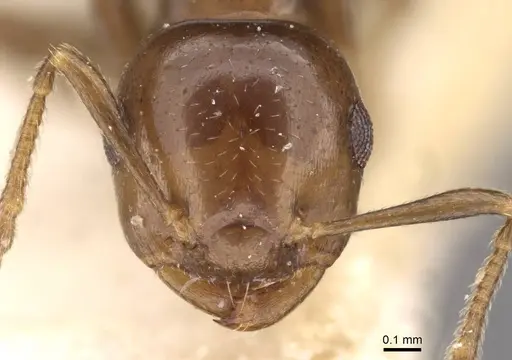 Crematogaster margaritae - CASENT0908556