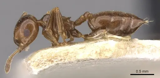 Crematogaster margaritae - CASENT0908556