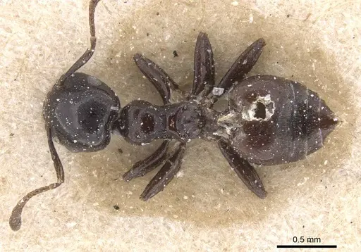 Crematogaster margaritae - CASENT0912786