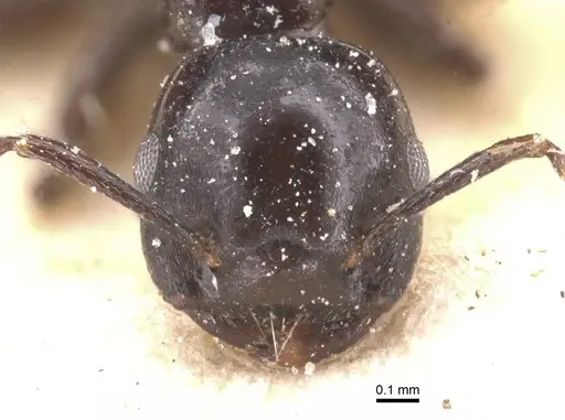 Crematogaster margaritae - CASENT0912786
