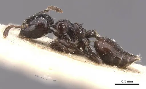Crematogaster margaritae - CASENT0912786