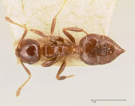 Crematogaster margaritae - FOCOL0702