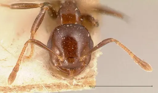 Crematogaster margaritae - FOCOL0702