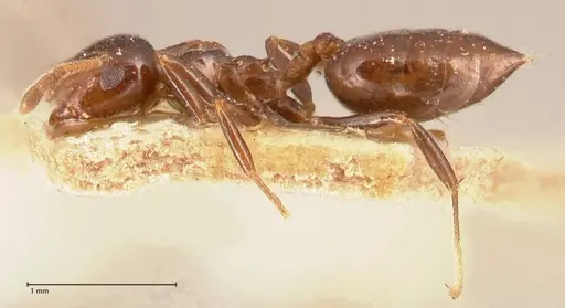 Crematogaster margaritae - FOCOL0702