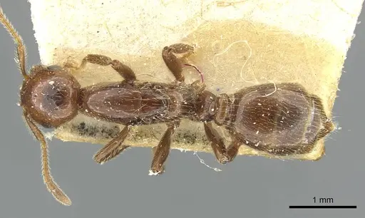 Crematogaster margaritae - RMCAENT000017764