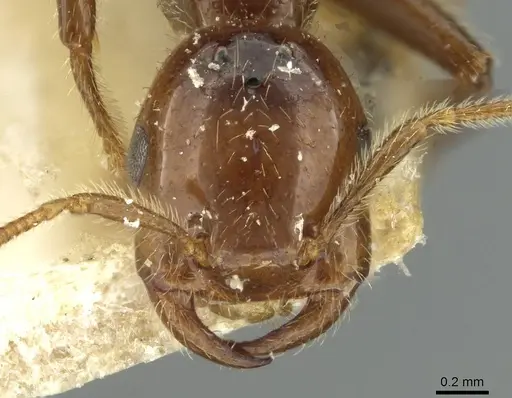 Crematogaster margaritae - RMCAENT000017764